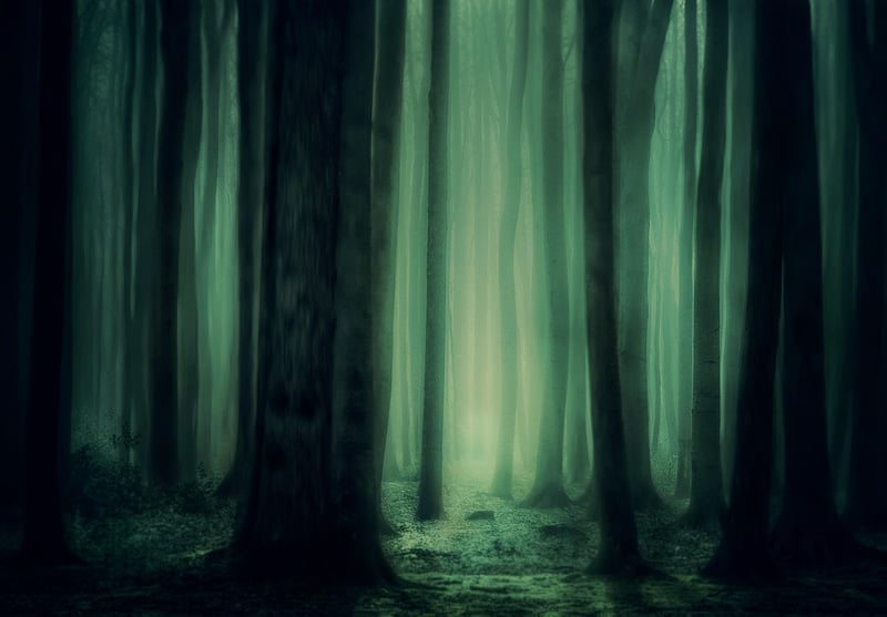 Mystical Woods